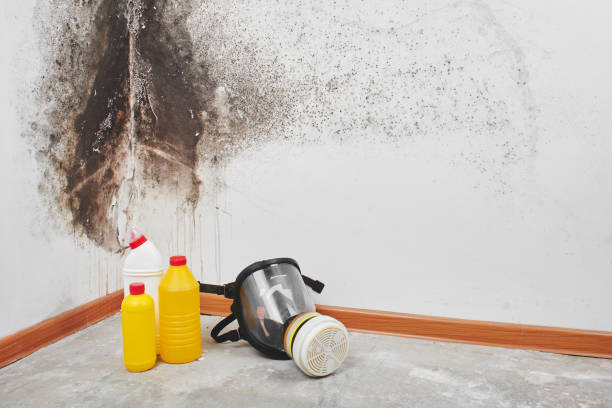 Best Fast Mold Removal  in Barnesville, OH