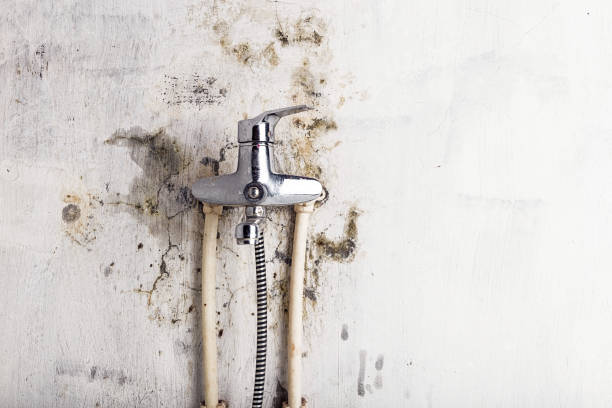 Best Mold Removal Company Near Me  in Barnesville, OH