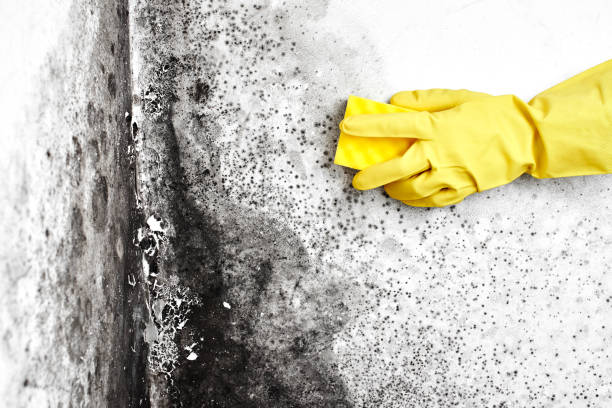 Best Mold Cleaning Services  in Barnesville, OH