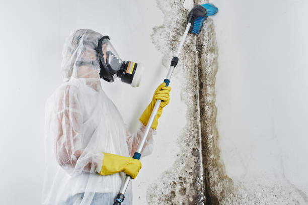 Attic Mold Removal in Barnesville, OH