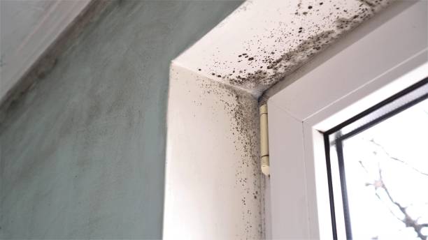 Best Certified Mold Removal  in Barnesville, OH