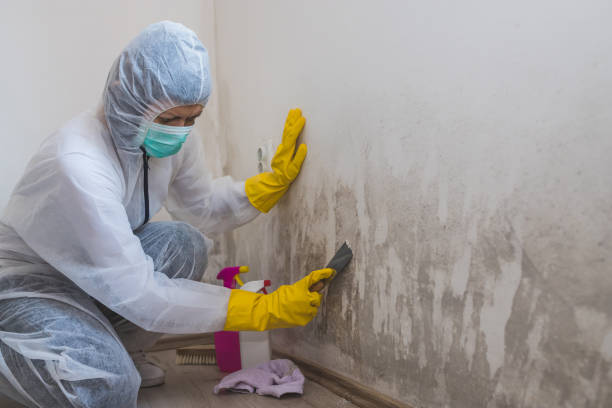 Best Mold Removal Specialists  in Barnesville, OH