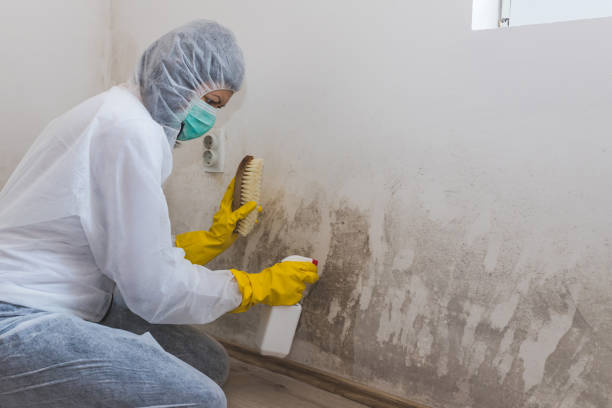 Best Residential Mold Removal  in Barnesville, OH