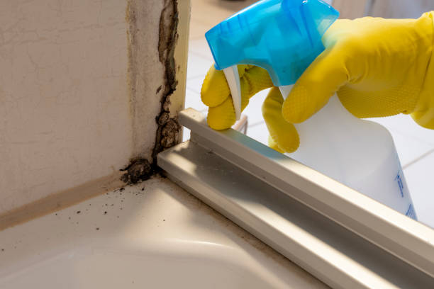 Best Home Mold Removal  in Barnesville, OH