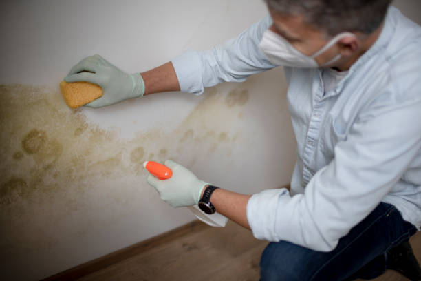 Best Attic Mold Removal  in Barnesville, OH