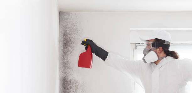 Best Certified Mold Removal  in Barnesville, OH