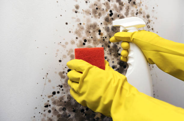 Best Professional Mold Removal  in Barnesville, OH