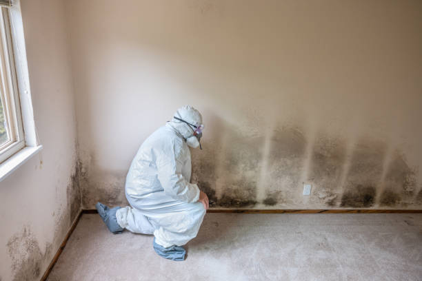 Barnesville, OH Mold Removal Company