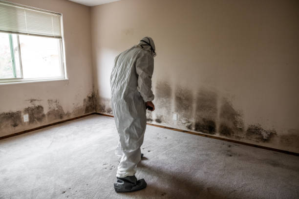 Best Mold Removal Company Near Me  in Barnesville, OH