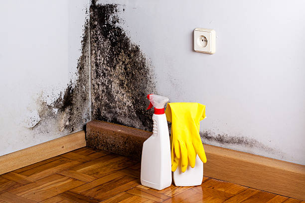 Best Commercial Mold Removal  in Barnesville, OH